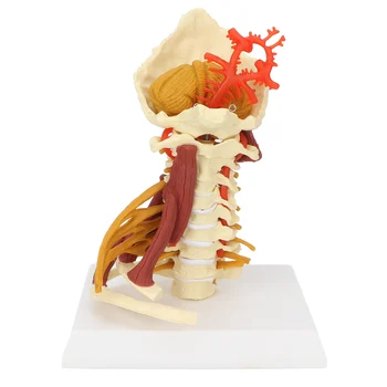 Модель спинномозговых нервов Съемная модель шейного отдела позвоночника для обучающей презентации в анатомическом классе